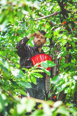 adam kırmızı kiraz hasat ağaç üzerinde