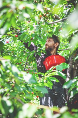 adam kırmızı kiraz hasat ağacında