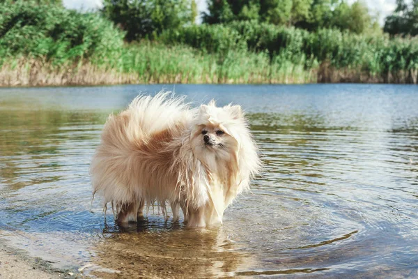 Ładny czerwony spitz pływa w wodzie rzeki — Zdjęcie stockowe