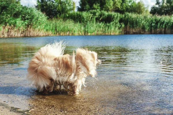 可爱的红色施皮茨在河的水中游泳 — 图库照片