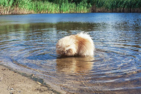 Sevimli kırmızı spitz nehir suda yüzüyor