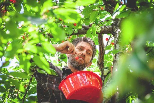 Mann im Baum erntet rote Kirsche — Stockfoto