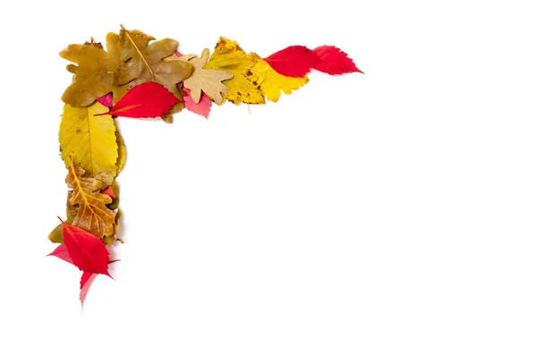 Design element. Corner frame of fallen leaves — Stock Photo, Image
