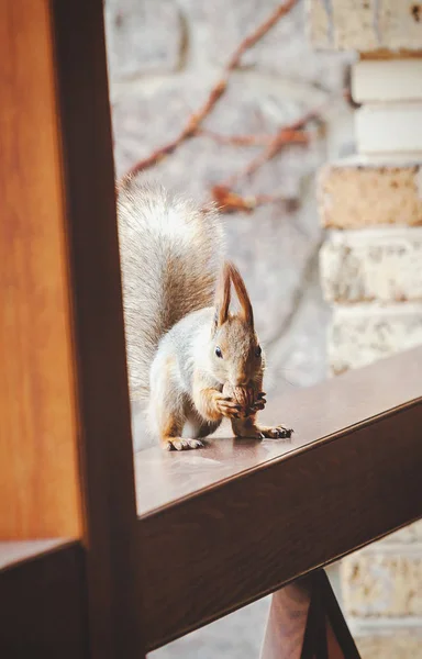 Σκίουρος με χνουδωτά αυτιά κάθεται πάνω σε ξύλινες ράγες — Φωτογραφία Αρχείου