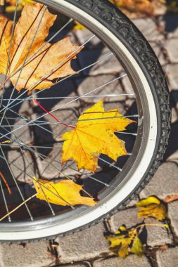 Düşen akçaağaç yaprakları arasında spoked bisiklet tekerleği