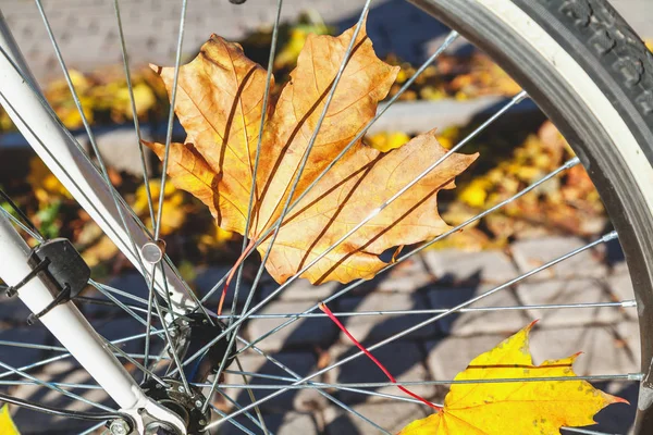 Folhas de bordo caídas entre a roda de bicicleta spoked — Fotografia de Stock