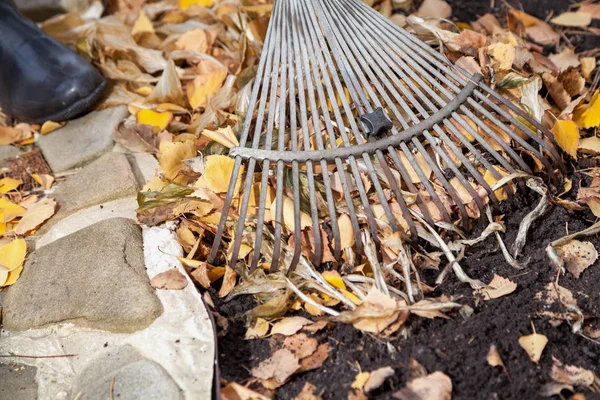 Pembersihan musim gugur. rolling rakes collect fallen leaves — Stok Foto