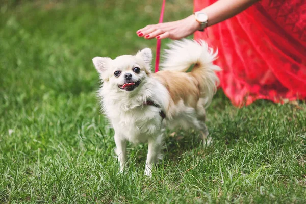 Cute little chihuahua dog on green grass — Stock Photo, Image
