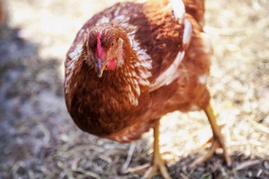 Arka plan bulanık üzerinde benekli tavuk