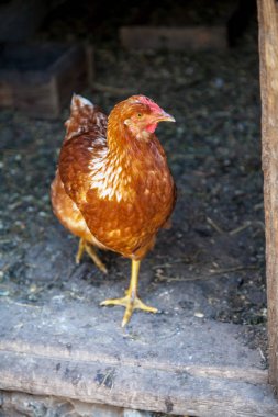 Tek ayak üzerinde şirin benekli tavuk duran