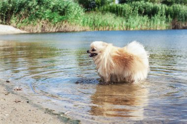Sevimli kırmızı spitz nehir suda yüzüyor