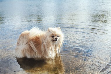 Sevimli kırmızı spitz nehir suda yüzüyor