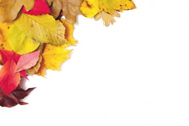 tasarım öğesi. Düşen yapraklar köşe çerçeve