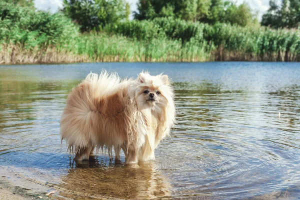 Ładny czerwony spitz pływa w wodzie rzeki — Zdjęcie stockowe