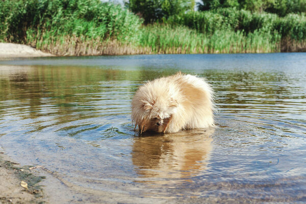 Cute red spitz swims in water of river