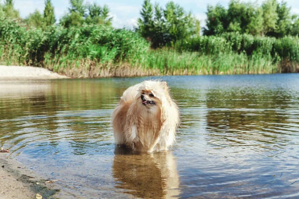 Sevimli kırmızı spitz nehir suda yüzüyor