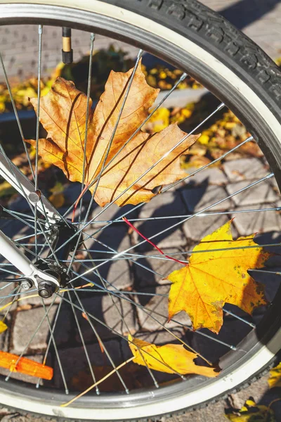 Düşen akçaağaç yaprakları arasında spoked bisiklet tekerleği