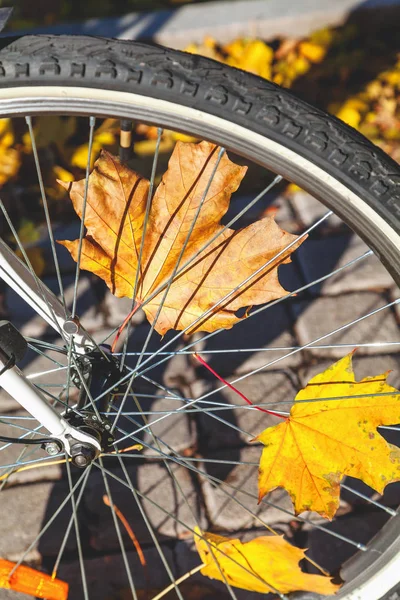 Düşen akçaağaç yaprakları arasında spoked bisiklet tekerleği