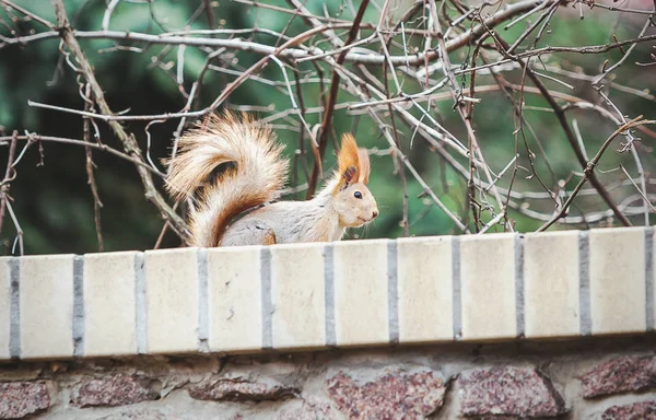 Eichhörnchen mit flauschigen Ohren sitzt auf Steinzaun — Stockfoto