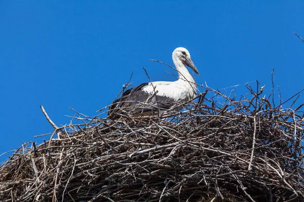 Cigogne blanche assise dans un grand nid — Photo