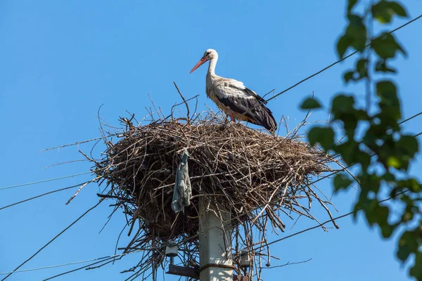 Vit stork i boet högt på pole — Stockfoto