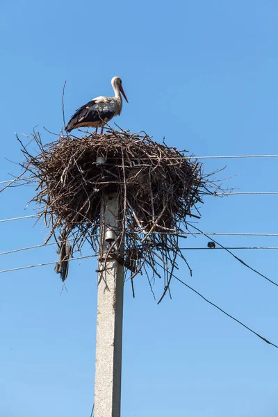 Cigüeña blanca en nido alto en poste —  Fotos de Stock