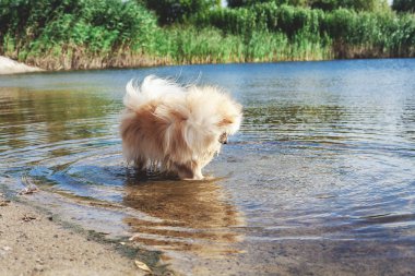 Sevimli kırmızı spitz nehir suda yüzüyor