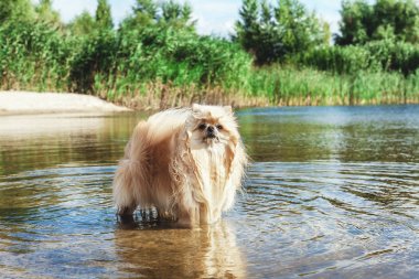 Sevimli kırmızı spitz nehir suda yüzüyor