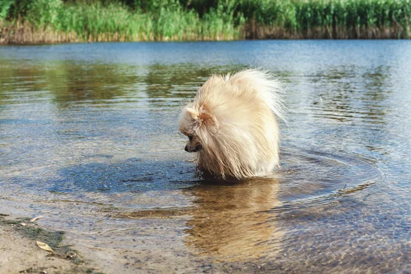 Sevimli kırmızı spitz nehir suda yüzüyor