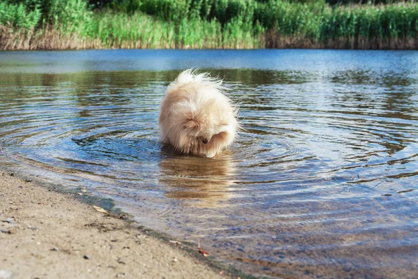 Sevimli kırmızı spitz nehir suda yüzüyor