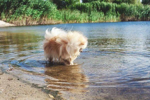 Sevimli kırmızı spitz nehir suda yüzüyor