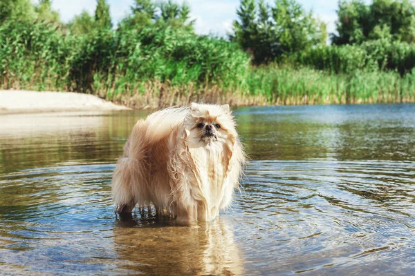 Lindo spitz rojo nada en el agua del río —  Fotos de Stock