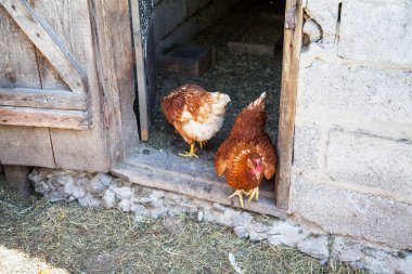 İki benekli tavuk kümesi kapınıza
