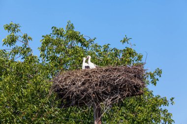 Leylek yuvada yeşil ağaçlarıyla çevrili