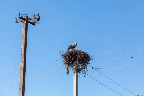 Ooievaar in nest hoog op paal — Stockfoto