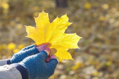 Güzel sonbahar hikaye. Akçaağaç yaprağı eller