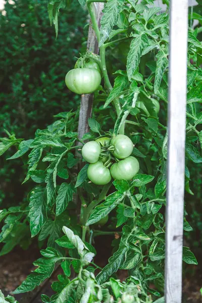 Gröna tomater växa på bush gren — Stockfoto