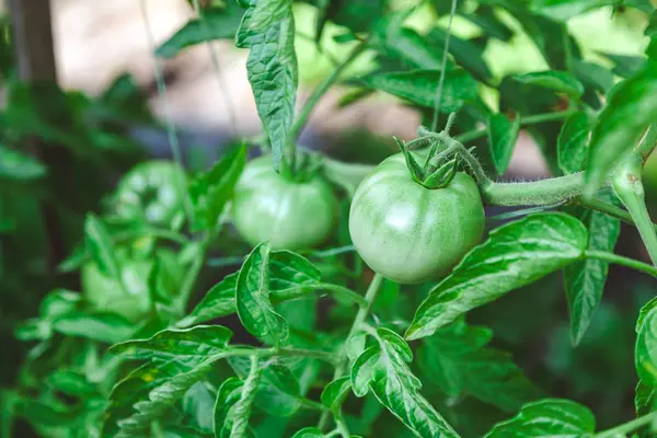 Tomates vertes poussent sur la branche de brousse — Photo