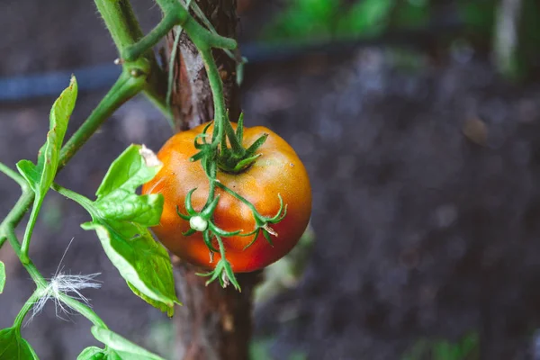 Tomate brune accrochée à la branche de buisson — Photo