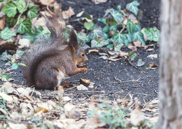 Rotes Eichhörnchen sitzt auf dem Boden und nagt an Walnüssen — Stockfoto