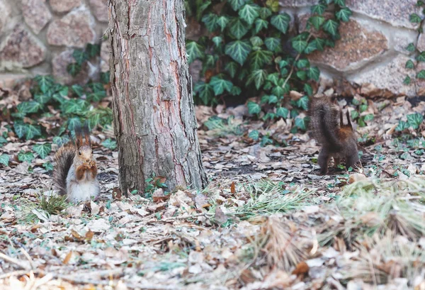 Zwei Eichhörnchen sitzen auf dem Boden neben dem Stamm der Kiefer — Stockfoto