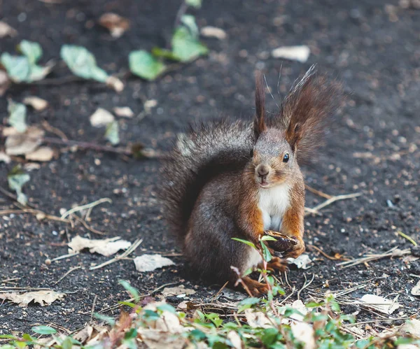 Rotes Eichhörnchen sitzt auf dem Boden und nagt an Walnüssen — Stockfoto