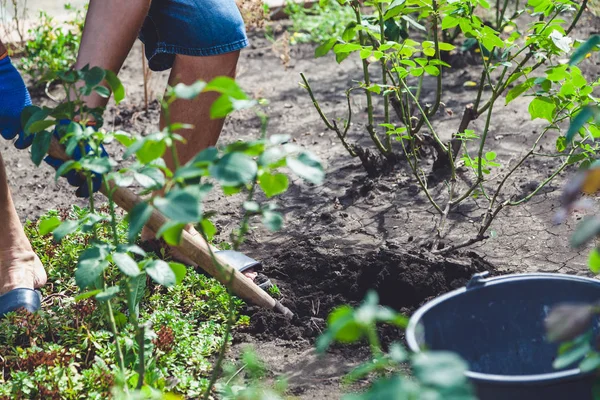 adam bush gül kürekle öğleden sonra digs