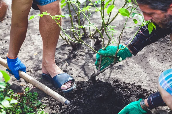 İki insan olgun gül çalısı kazar.