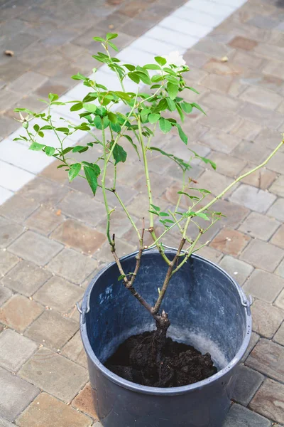beyaz gül standları kazdık bush dışarı ile plastik kova