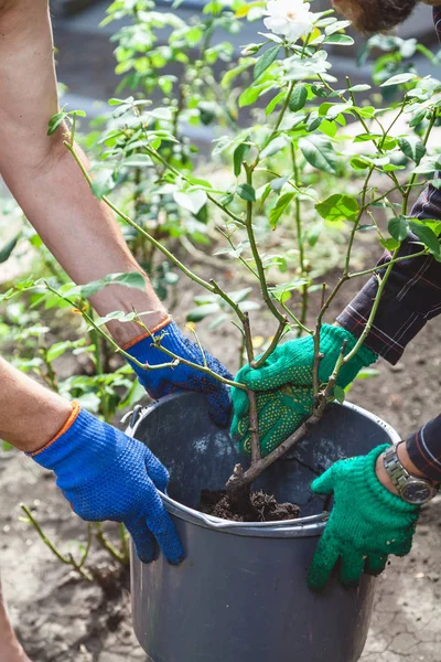 İki kişi gül bush plastik kovaya koy.