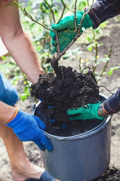 İki kişi gül bush plastik kovaya koy.