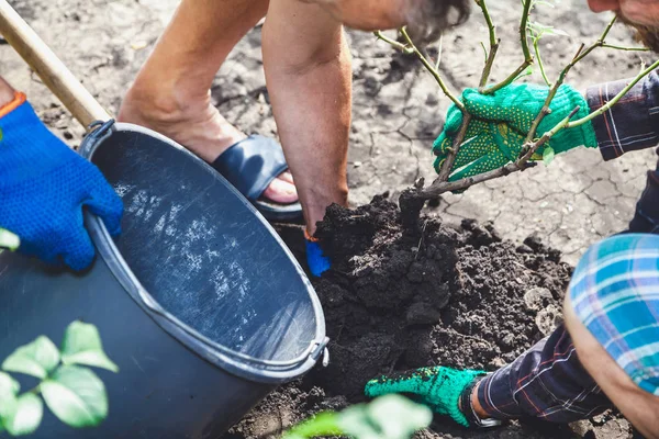 İki kişi gül bush plastik kovaya koy.