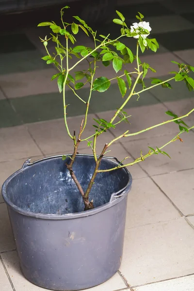 gray bucket with  bush of white rose stands on tile