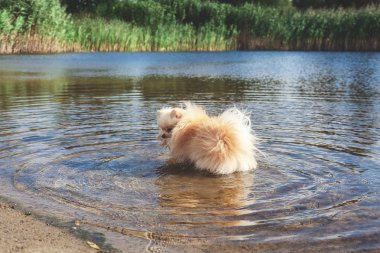 Sevimli kırmızı spitz nehir suda yüzüyor